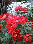 20080602.gif