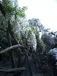 20080603fuji1.gif