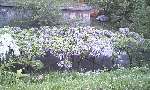 20080603fuji2.gif