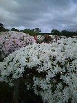20080603tsu.gif