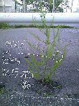 20080604.gif