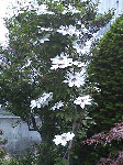 20080605te.gif