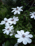 20080605te1.gif