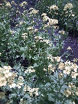 200806151.gif