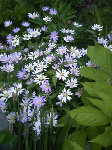 200806152.gif