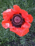 200806153.gif