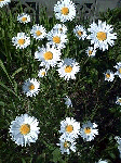 200806155.gif