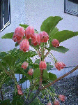 20080616.gif