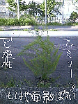 Doconanew-8.gif