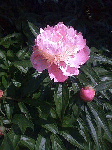 20080618s.gif