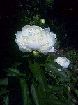 20080618s1.gif
