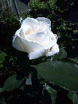 ro.gif