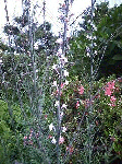 20080625.gif
