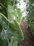 20080629-3.gif