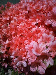 20080701-1.gif