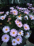 20080702.gif