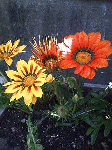 20080702-2.gif