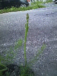 20080709.gif