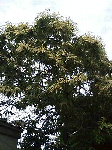 20080709-1.gif