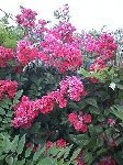 20080710-1.gif