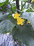 20080711.gif