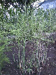 20080719.gif