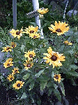 20080719-2.gif