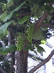 20080801-1.gif