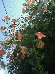 20080808.gif