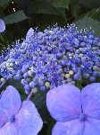 20080810.gif