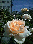 20080810-2.gif