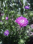 20080817.gif