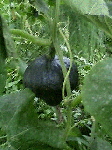 71317d19.gif