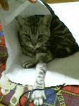 2008-04-24_22-19_0001.gif