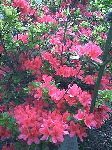 9a7985e8.gif