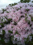 21638e43.gif