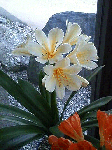 14793027.gif