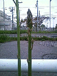 4205412f.gif