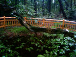 NEC_0009.JPG