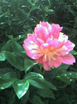 070513_0819~0001.JPG