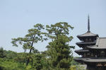 horyuji1.JPG