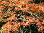 DSCF3475.jpg