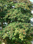 DSCF3477.jpg