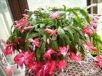 DSCF3493.jpg