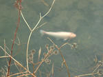 DSCF3531.jpg