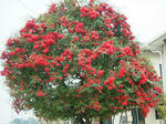 DSCF3698.jpg