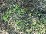 DSCF3703.jpg