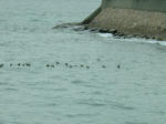 DSCF3710.jpg