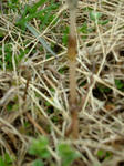 DSCF3736.jpg