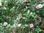 DSCF3763.jpg